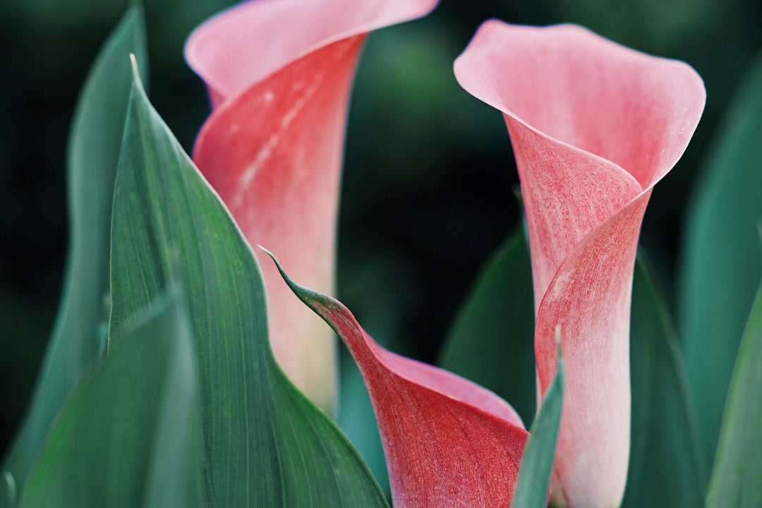 The Captivating Calla Lily